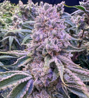 1737018865872.png 1737018865872.png