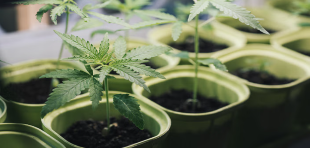 1737046344050.png 1737046344050.png