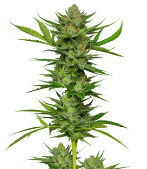 1737049356139.png 1737049356139.png