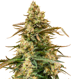 1737459922315.png 1737459922315.png