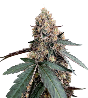 1737631379727.png 1737631379727.png