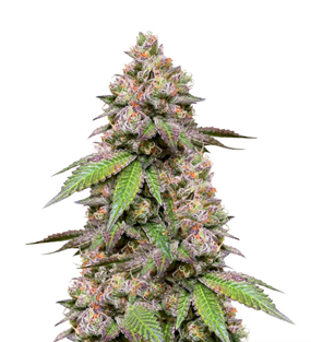 1737631382811.png 1737631382811.png