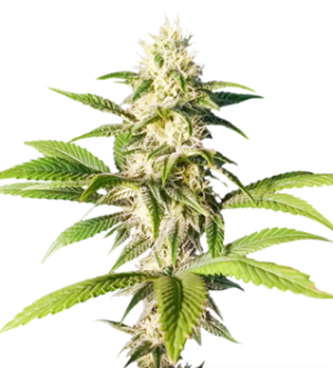 1737631386057.png 1737631386057.png