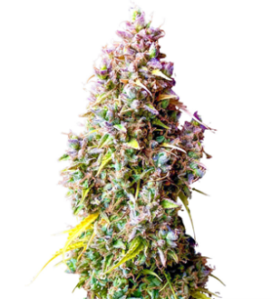 1737655199331.png 1737655199331.png