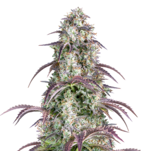 1737720671417.png 1737720671417.png