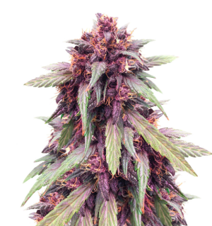 1737720694494.png 1737720694494.png