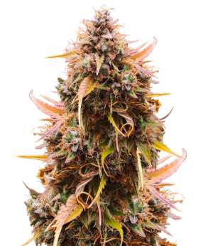 1737920546026.png 1737920546026.png