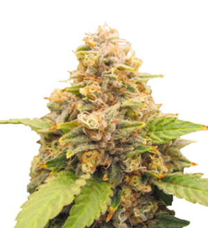 1738084913291.png 1738084913291.png