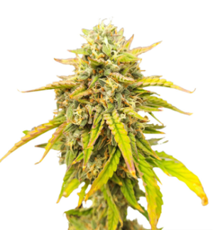 1738229342297.png 1738229342297.png