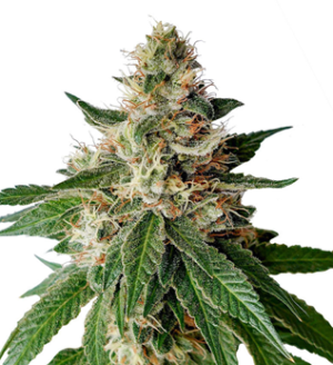 1738257162236.png 1738257162236.png