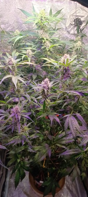 Изображение WhatsApp 2025-02-03 в 14.50.44_c5838ba5.jpg