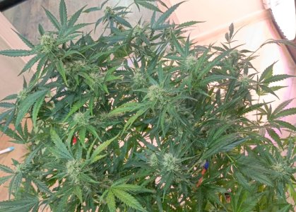 Изображение WhatsApp 2025-02-03 в 14.50.45_72a85884.jpg