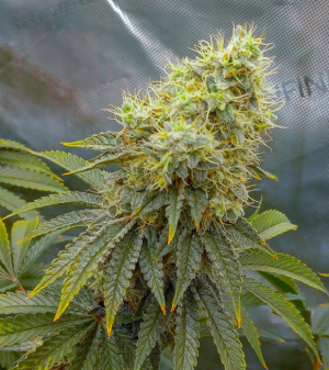 1738774950908.png 1738774950908.png