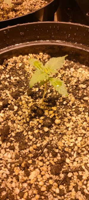 Изображение WhatsApp 2025-02-07 в 22.10.06_74a75c84.jpg