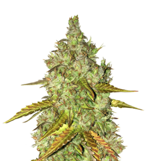 1739033868077.png 1739033868077.png