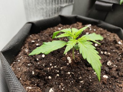 IMG_20250211_210654.jpg IMG_20250211_210654.jpg