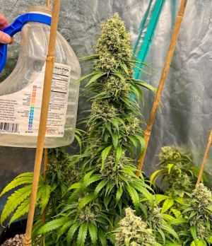 1739439153995.png 1739439153995.png