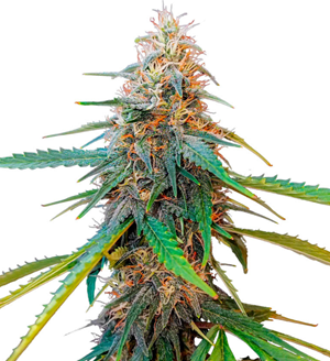 1739641399280.png 1739641399280.png