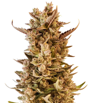 1739641404054.png 1739641404054.png