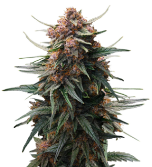 1739641408330.png 1739641408330.png