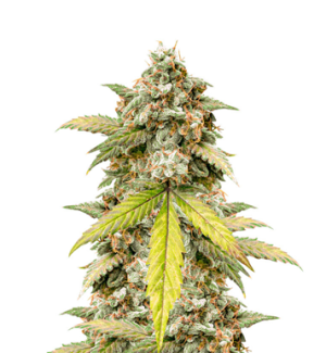 1739725768113.png 1739725768113.png