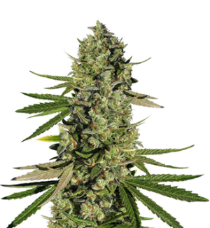 1739725772034.png 1739725772034.png