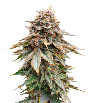 1739725775852.png 1739725775852.png