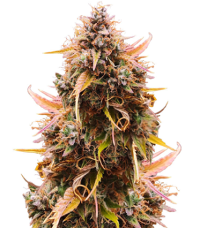 1739825857500.png 1739825857500.png