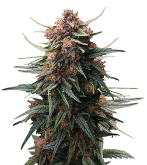 1739825864550.png 1739825864550.png