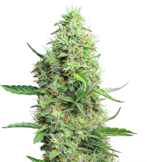 1739825870098.png 1739825870098.png