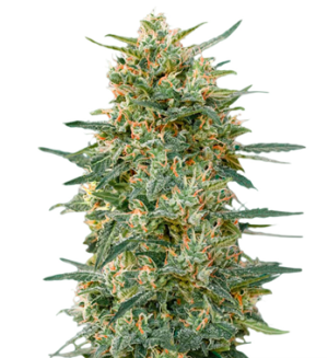 1739959189696.png 1739959189696.png