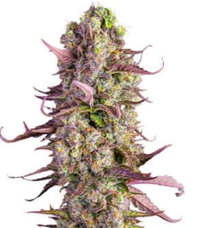 1739959193925.png 1739959193925.png