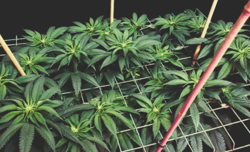 1740067381588.png 1740067381588.png