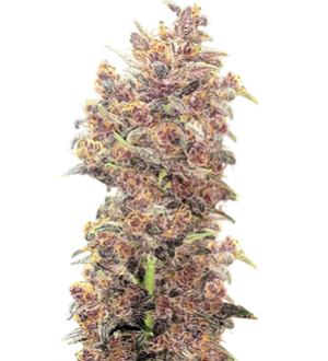 1740482523969.png 1740482523969.png