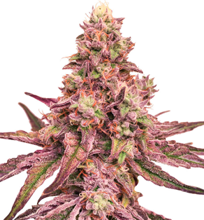 1740482528533.png 1740482528533.png