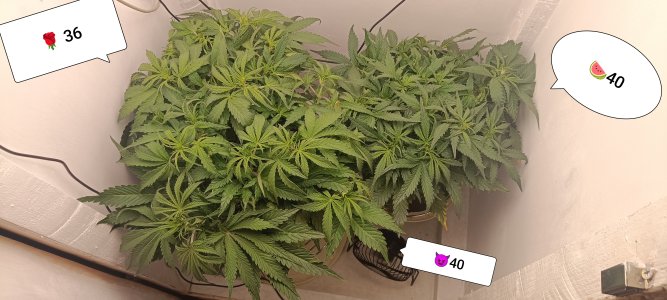 IMG_20250225_221340.jpg IMG_20250225_221340.jpg