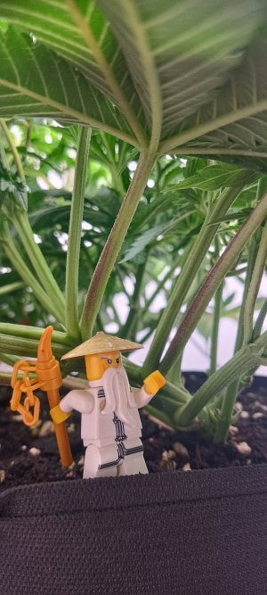 IMG_20250225_220051.jpg IMG_20250225_220051.jpg