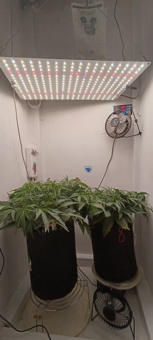 IMG_20250225_220239.jpg IMG_20250225_220239.jpg