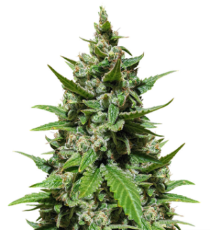 1740649698803.png 1740649698803.png