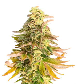 1740740710263.png 1740740710263.png