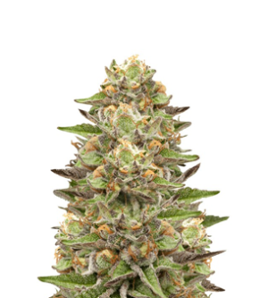 1740740717076.png 1740740717076.png