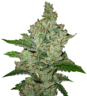 1740767192119.png 1740767192119.png