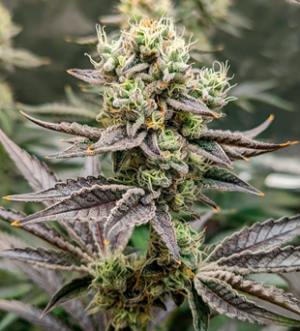 1740905589038.png 1740905589038.png