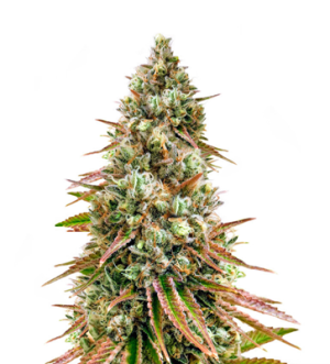 1741014667388.png 1741014667388.png