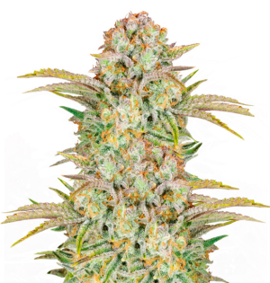 1741089216512.png 1741089216512.png