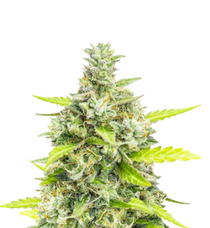 1741288003351.png 1741288003351.png