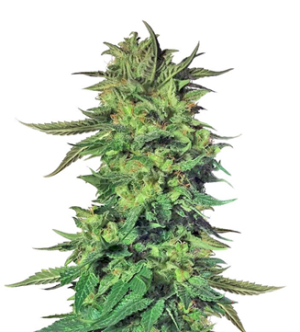 1741330592922.png 1741330592922.png