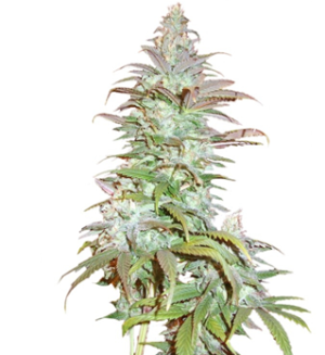 1741442685488.png 1741442685488.png