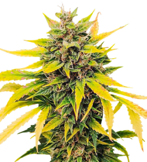 1741712389777.png 1741712389777.png