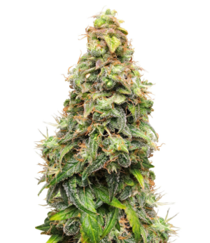 1741716017556.png 1741716017556.png